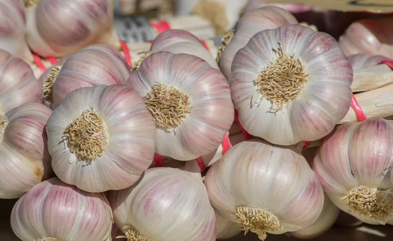 Knoblauch Frisch 10 kg