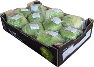 Eisbergsalat Kiste
