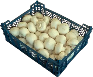 Champignons frisch 3 kg Kiste