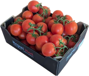 Tomaten Strauch 5 kg Kiste